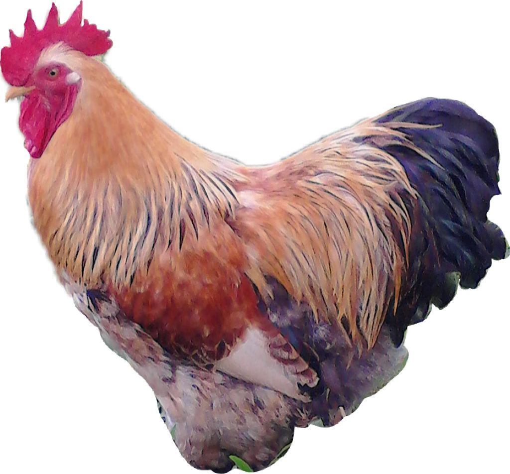 Gallo Sticker - Rooster (1024x952), Png Download