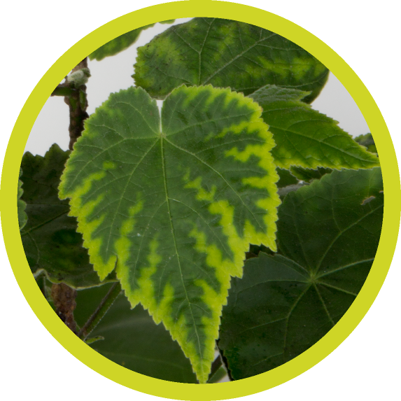 Plant Pathology (573x573), Png Download