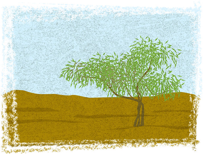Suddenly We Have Small Trees Around The Camp One Of - Grass (713x541), Png Download
