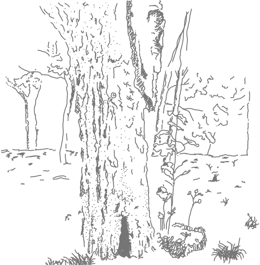 The Moment I Write This Last Number, Black Clouds Roll - Pond Pine (907x907), Png Download